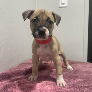 Terrier Dogs Available for Adoption - Royal | PetCurious