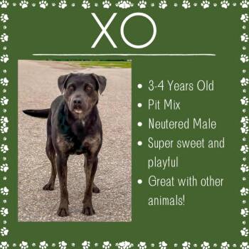 XO -  Pit Bull Terrier Dog for Adoption in Junction City, Kansas - XO | PetCurious