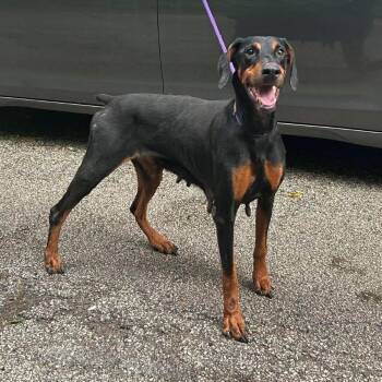 Macy -  Doberman Pinscher Dog for Adoption in Barrington, Illinois - Macy | PetCurious