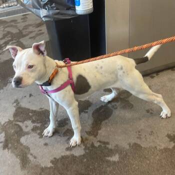 Boo -  Mixed Breed Dog for Adoption in Las Cruces, New Mexico - Boo | PetCurious