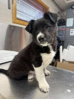BELL -  Labrador Retriever and Mixed Breed Dog for Adoption in Fairbanks, Alaska - BELL | PetCurious