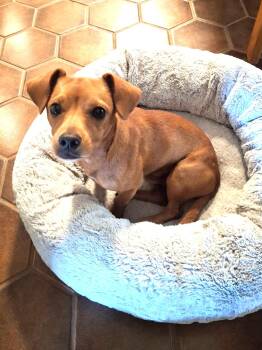 Andy -  Chihuahua Dog for Adoption in Houston, Texas - Andy | PetCurious