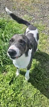 Rescue Great Dane and Catahoula Leopard Dog Dogs for Adoption in Mcminnville, Oregon - Ottis | PetCurious
