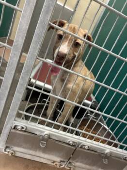 PIXEL -  Pit Bull Terrier and Mixed Breed Dog for Adoption in Texas City, Texas - PIXEL | PetCurious