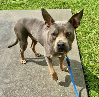 Diesel -  Mixed Breed Dog for Adoption in Vero Beach, Florida - Diesel | PetCurious