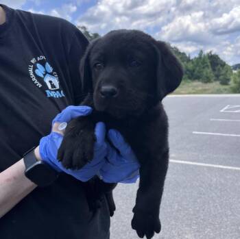 Coutu / Hattie -  Labrador Retriever Dog for Adoption in Broomfield, Colorado - Coutu / Hattie | PetCurious