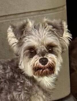 Rescue Yorkie Poo and Miniature Schnauzer Dogs for Adoption in Pottstown, Pennsylvania - Bambi | PetCurious