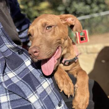 Rescue Pit Bull Terrier Dogs for Adoption in Columbia, South Carolina - Addison | PetCurious