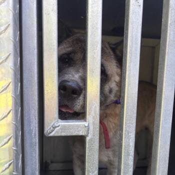 Lilo -  Akita Dog for Adoption in Greensboro, North Carolina - Lilo | PetCurious