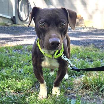 Dachshund and Jack Russell Terrier Dogs Available for Adoption in Fullerton, Pennsylvania - Donald | PetCurious