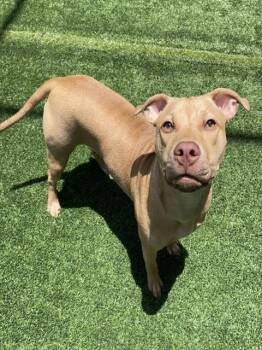 JESSIE -  Mixed Breed Dog for Adoption in Palmetto, Florida - JESSIE | PetCurious