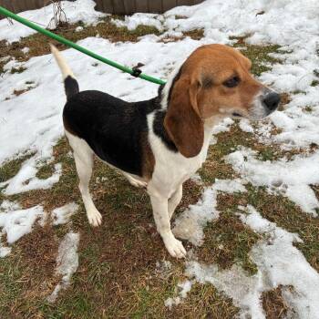 Goldie -  Beagle Dog for Adoption - Goldie | PetCurious
