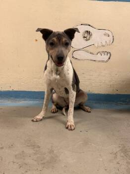 4379 Robin -  Australian Cattle Dog Blue Heeler and Shar Pei Dog for Adoption - 4379 Robin | PetCurious