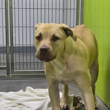 Bea2232 -  Pit Bull Terrier Dog for Adoption in San Jacinto, California - Bea2232 | PetCurious