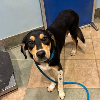 Rosemary -  Mixed Breed Dog for Adoption in Chattanooga, Tennessee - Rosemary | PetCurious