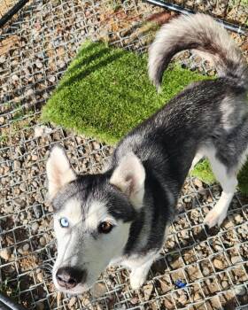 Siberian Husky Dogs Available for Adoption in Billings, Montana - Jewel Eyed Judy | PetCurious