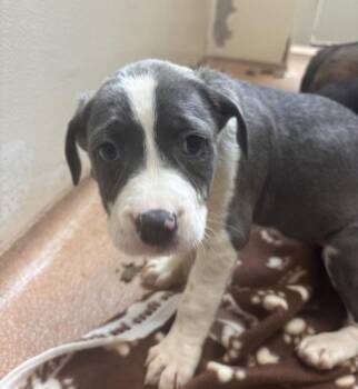 South Carolina -  Mixed Breed Dog for Adoption in Vancouver, Washington - South Carolina | PetCurious