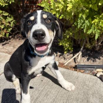 Rescue Australian Kelpie Dogs for Adoption in Harlingen, Texas - Batman | PetCurious