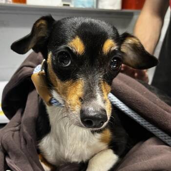 Axolotl -  Chihuahua Dog for Adoption in Summerville, South Carolina - Axolotl | PetCurious
