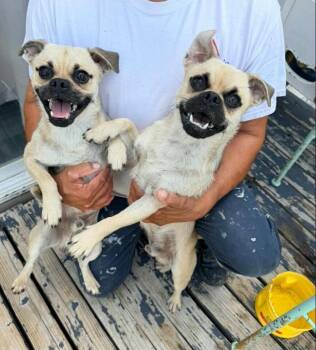 Daxton -  Pug Dog for Adoption in Dallas, Texas - Daxton | PetCurious