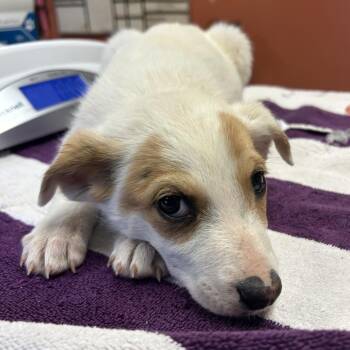 Mixed Breed Dogs Available for Adoption in Flagstaff, Arizona - Briar | PetCurious