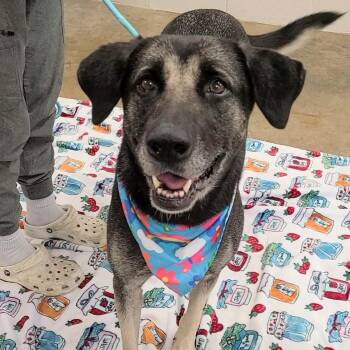 Ruthie -  German Shepherd Dog Dog for Adoption in Woolwich, Maine - Ruthie | PetCurious