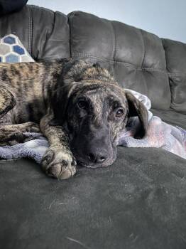 Hound Dogs Available for Adoption - Poptart | PetCurious