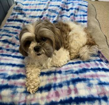 Shih Tzu Dogs Available for Adoption - Penelope | PetCurious