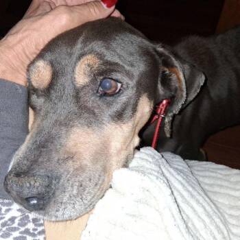 Pit Bull Terrier Dogs Available for Adoption - Miracle | PetCurious