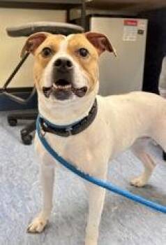 Mixed Breed Dogs Available for Adoption in Charleston, South Carolina - Freckles | PetCurious