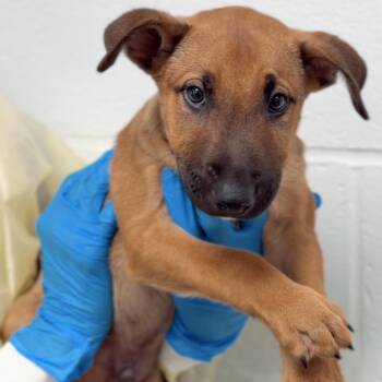 Navy A2290454 -  Terrier and Mixed Breed Dog for Adoption in Los Angeles, California - Navy A2290454 | PetCurious