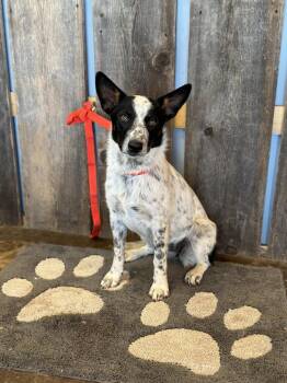 Rescue Australian Cattle Dog Blue Heeler Dogs for Adoption in New Berlin, Wisconsin - LUCY    $425 | PetCurious