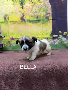 Jack Russell Terrier Dogs Available for Adoption in Urbana, Ohio - Bella | PetCurious