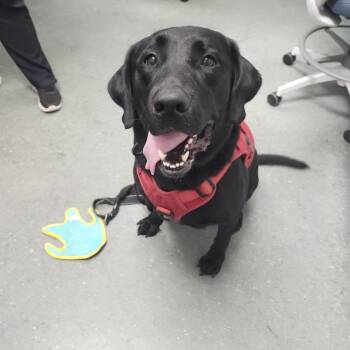 Squid -  Labrador Retriever Dog for Adoption in Tampa, Florida - Squid | PetCurious