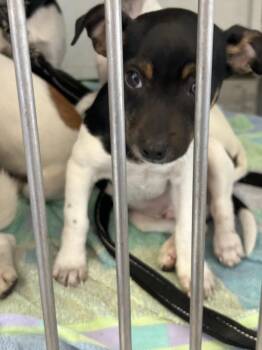 Chihuahua Dogs Available for Adoption - BIG MAC | PetCurious