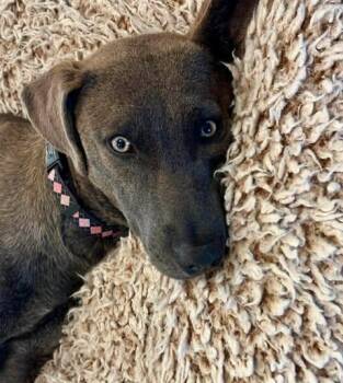 Blue Lacy Dogs Available for Adoption - Sable | PetCurious