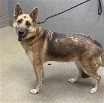 German Shepherd Dog Dogs Available for Adoption in Las Vegas, Nevada - OAKLEY | PetCurious