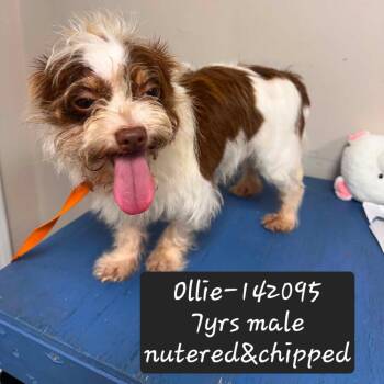 Ollie -  Chihuahua Dog for Adoption in New Tazewell, Tennessee - Ollie | PetCurious