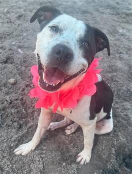 Rescue American Staffordshire Terrier Dogs for Adoption in Fort Lauderdale, Florida - MOO MOO | PetCurious