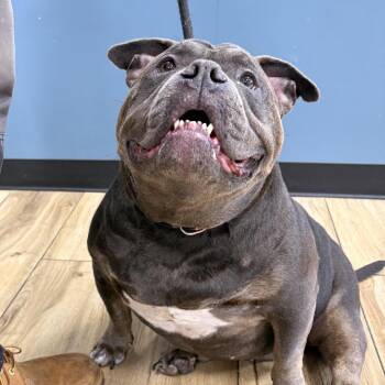 Sugar Sweet -  English Bulldog Dog for Adoption in Newark, New Jersey - Sugar Sweet | PetCurious