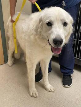 KENZIE -  Great Pyrenees Dog for Adoption in Clyde, North Carolina - KENZIE | PetCurious