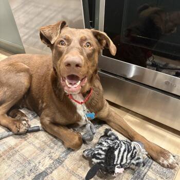 Judy -  German Shepherd Dog and Doberman Pinscher Dog for Adoption in La Grange, Kentucky - Judy | PetCurious