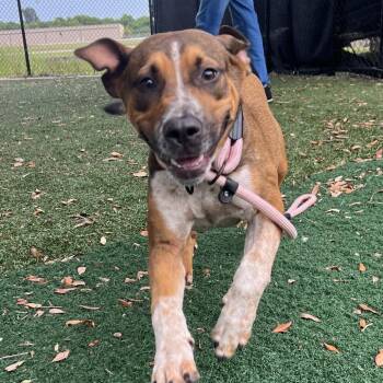Clifford -  Mixed Breed Dog for Adoption - Clifford | PetCurious
