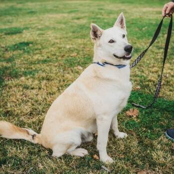 Rescue Mixed Breed and German Shepherd Dog Dogs for Adoption in Wilton, California - Bandit | PetCurious