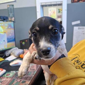 Mabel -  Terrier Dog for Adoption in Hannibal, Missouri - Mabel | PetCurious
