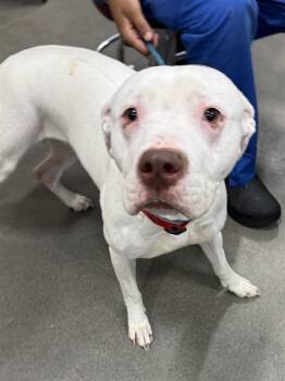 Pit Bull Terrier Dogs Available for Adoption - BETSY | PetCurious