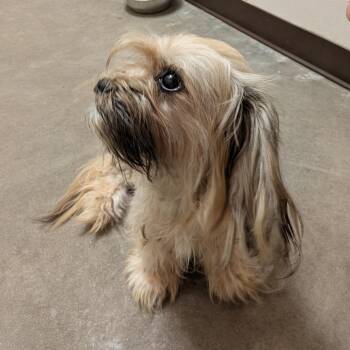 Leilani -  Mixed Breed Dog for Adoption in Fulton, Texas - Leilani | PetCurious