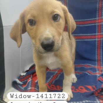Widow -  Shepherd Dog for Adoption in New Tazewell, Tennessee - Widow | PetCurious