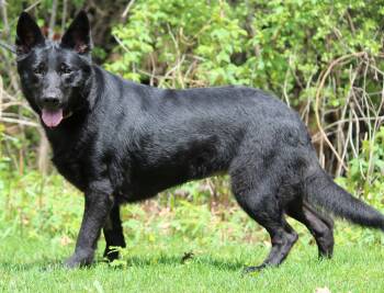 German Shepherd Dog Dogs Available for Adoption in Portage, Wisconsin - Ebony | PetCurious