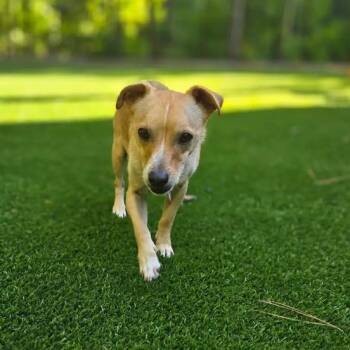 Chihuahua Dogs Available for Adoption in Wake Forest, North Carolina - Doppler | PetCurious